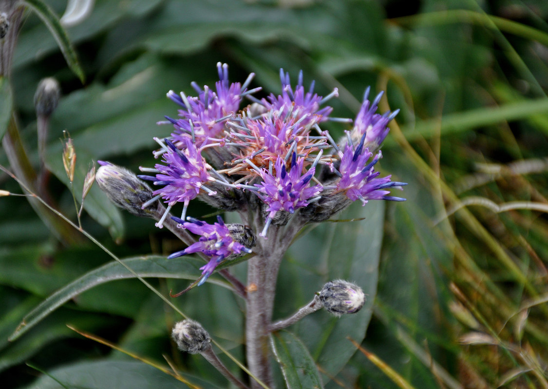 Изображение особи Saussurea igoschinae.