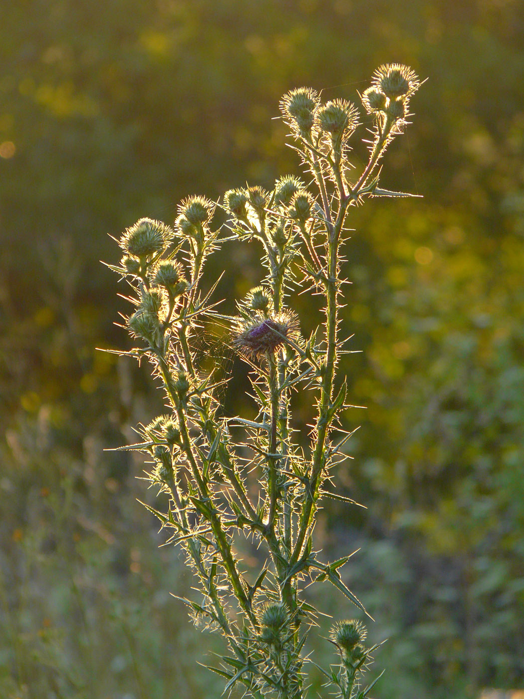 Image of Cirsium vulgare specimen.