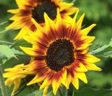 Helianthus annuus. Соцветие (сорт 'Бронзовый король'). Московская обл., Раменский р-н, окр. дер. Хрипань, садовый участок. 12.09.2019.