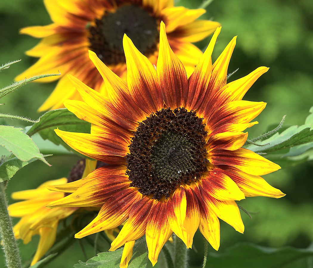 Изображение особи Helianthus annuus.