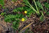 Potentilla anserina. Цветущее растение. Челябинская обл., Аргаяшский р-н, берег оз. Увильды, песчаный пляж. 04.08.2019.