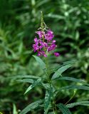 Chamaenerion angustifolium. Верхушка цветущего растения. Челябинская обл., Верхнеуфалейский гор. округ, гора Аракуль, ≈ 500 м н.у.м., опушка смешанного леса. 02.08.2019.