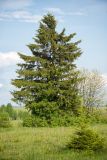 Picea &times; fennica