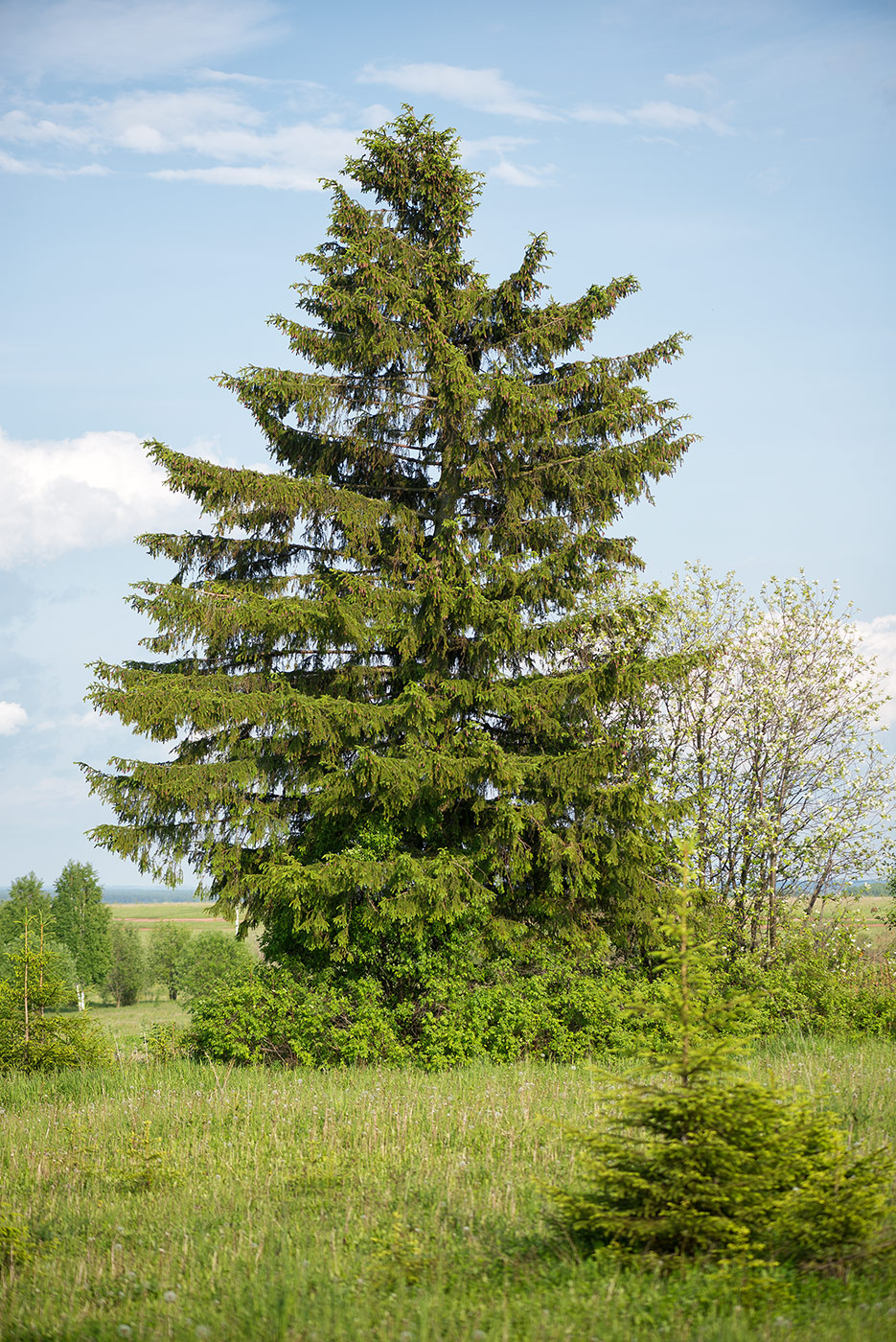 Image of Picea &times; fennica specimen.