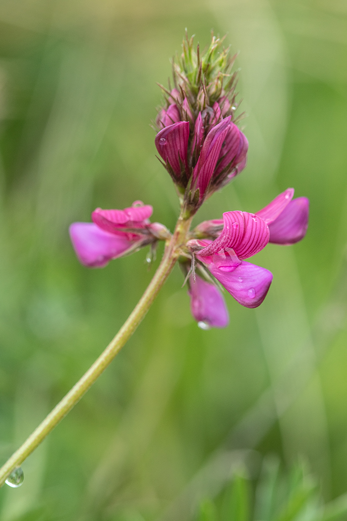 Изображение особи Onobrychis biebersteinii.