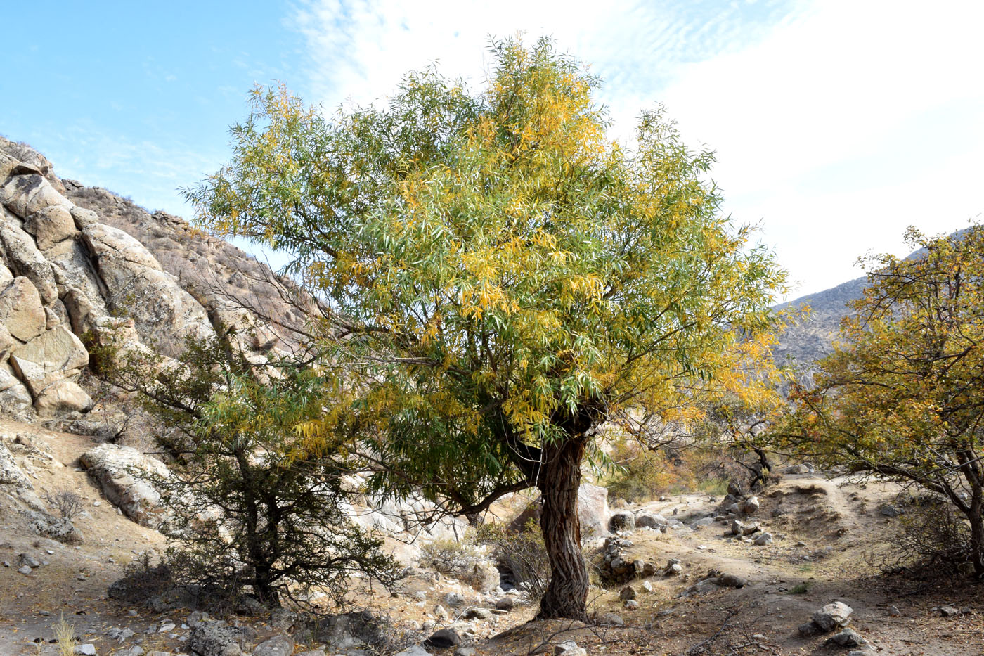 Изображение особи Salix excelsa.