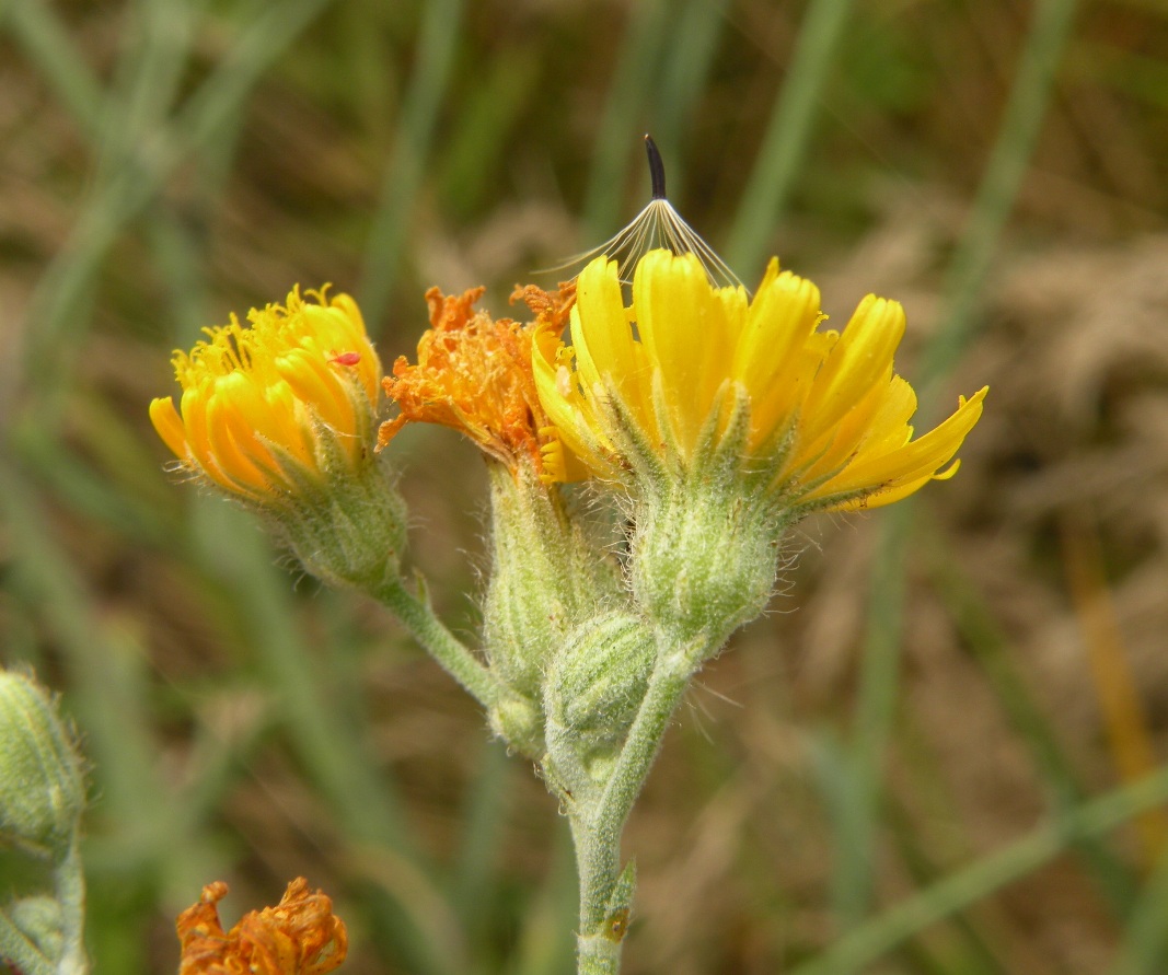 Изображение особи Pilosella echioides.