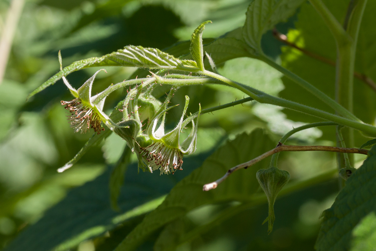 Изображение особи Rubus idaeus.