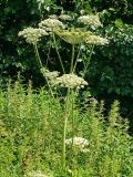 Angelica sylvestris