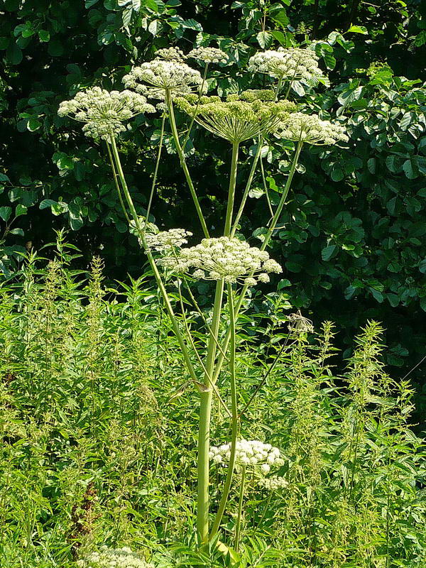 Изображение особи Angelica sylvestris.