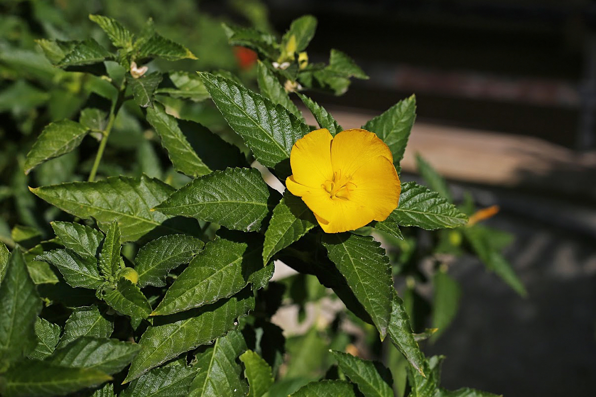 Image of Turnera ulmifolia specimen.