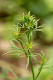 Falcaria vulgaris