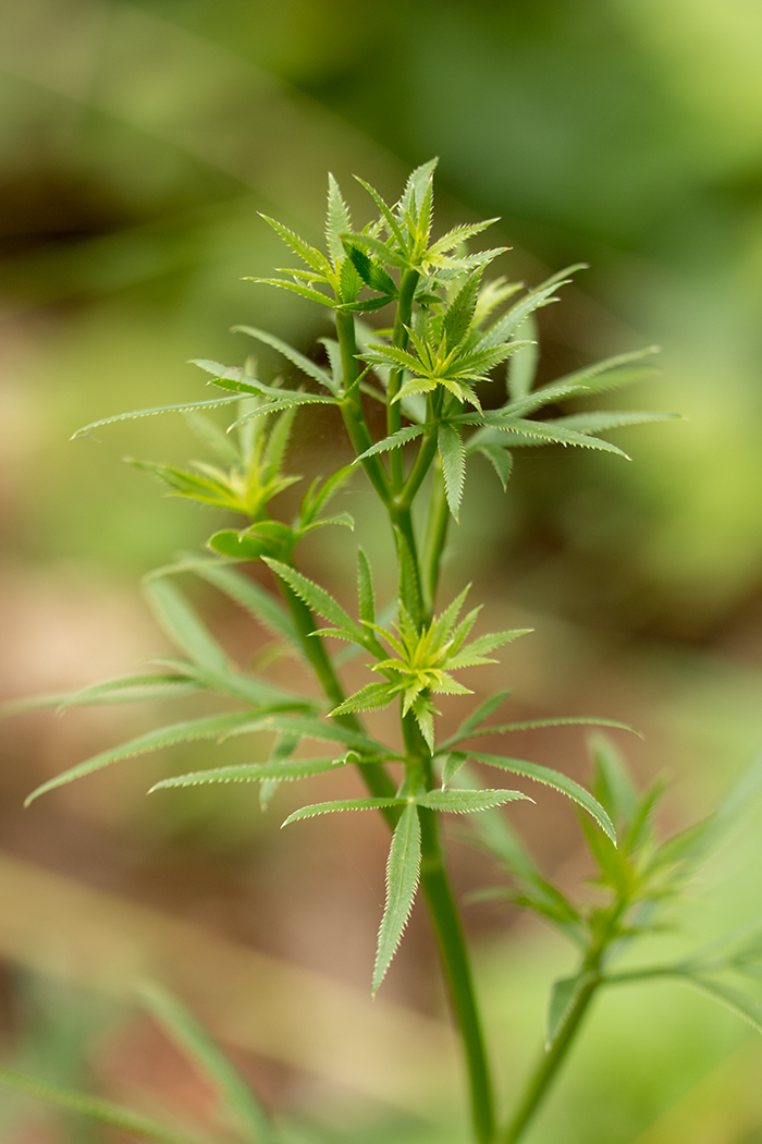 Image of Falcaria vulgaris specimen.