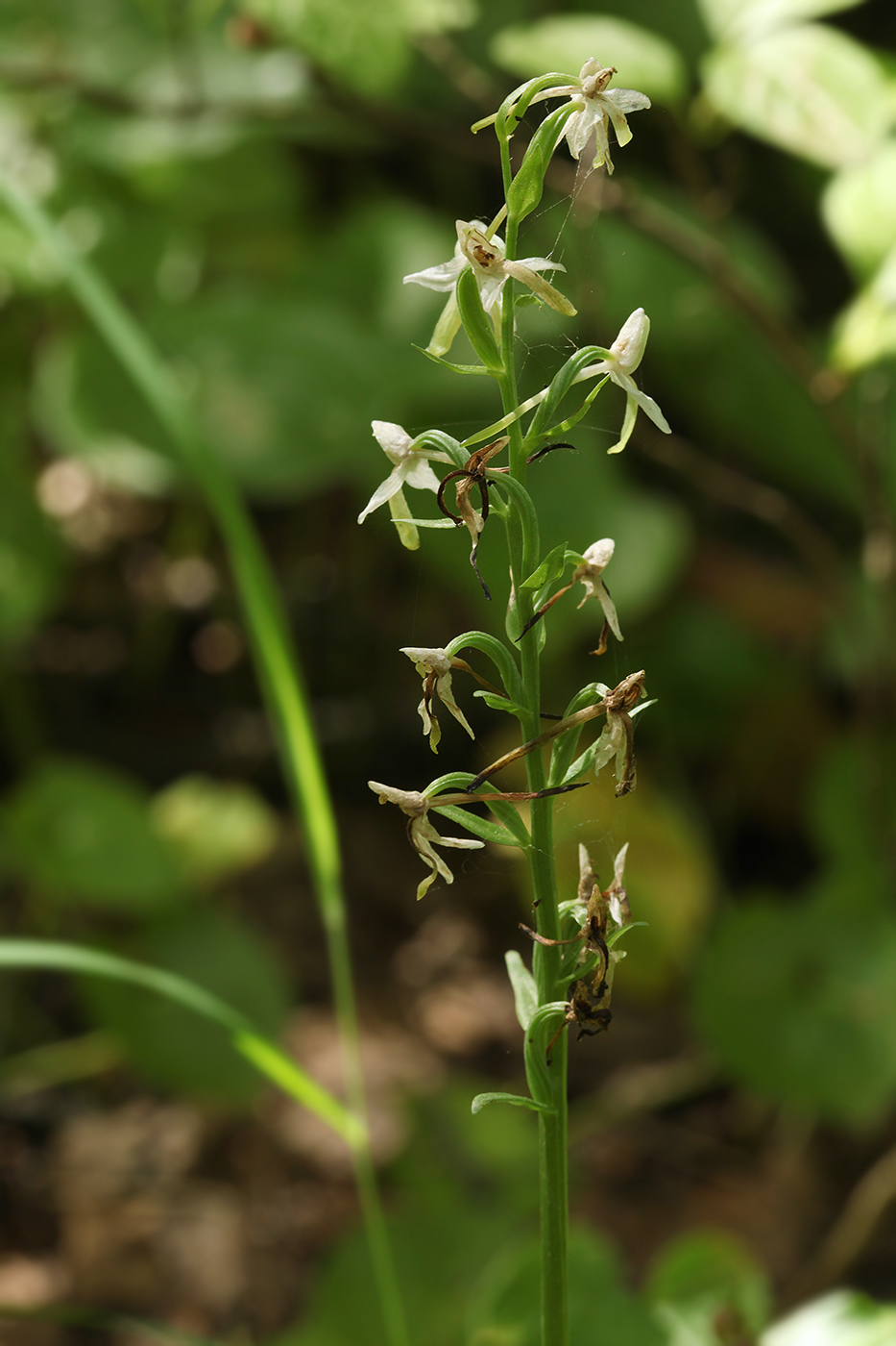 Image of Platanthera metabifolia specimen.