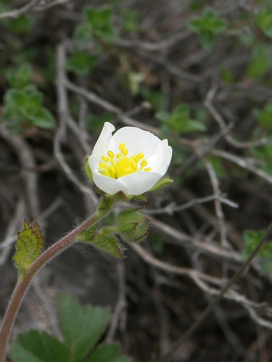 Image of Potentilla foliosa specimen.