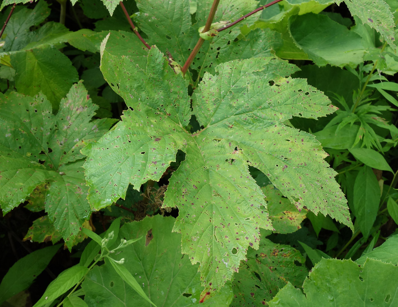 Image of Filipendula camtschatica specimen.