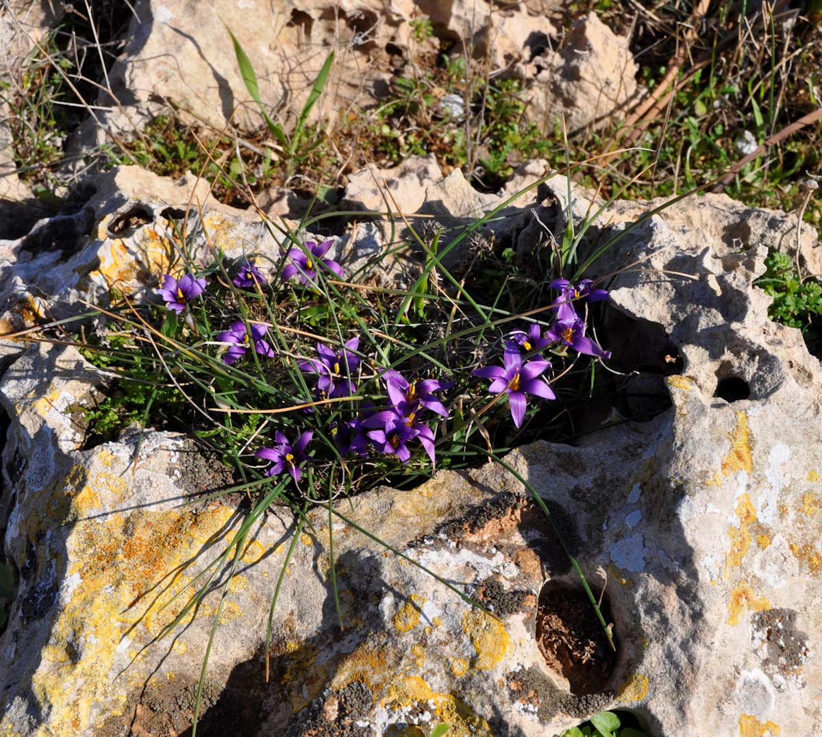 Image of Romulea tempskyana specimen.