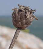 Cephalaria uralensis. Верхушка побега с сухим прошлогодним соплодием. Крым, Керченский п-ов, мыс Казантип, в расщелине прибрежной скалы. 26.05.2018.