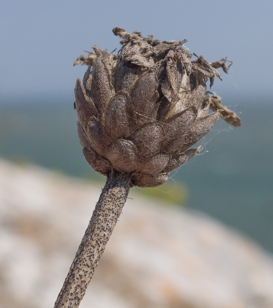 Изображение особи Cephalaria uralensis.