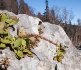 Chiastophyllum oppositifolium. Верхушка плодоносящего растения. Адыгея, Кавказский биосферный заповедник, Фишт-Оштенский массив, ур. Яворова Поляна, ≈ 1600 м н.у.м., на валуне. 01.11.2015.