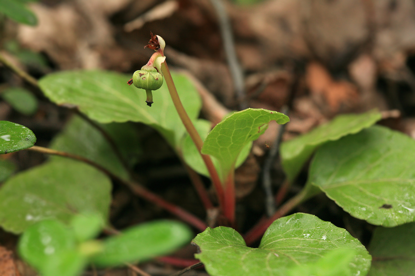 Image of Pyrola faurieana specimen.