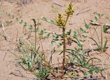 Astragalus leiophysa