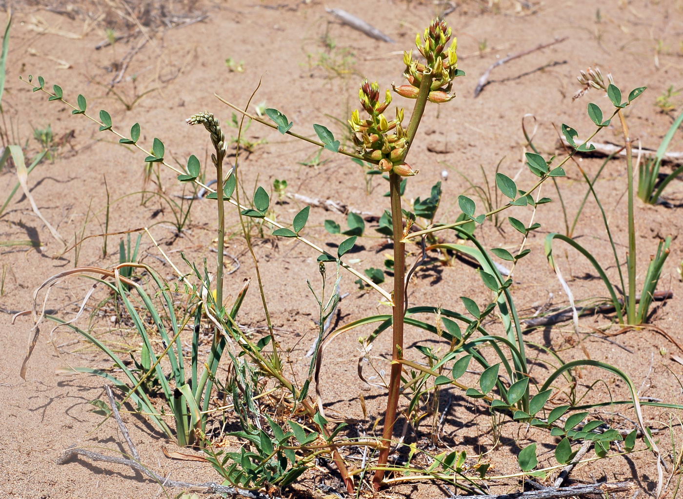 Изображение особи Astragalus leiophysa.
