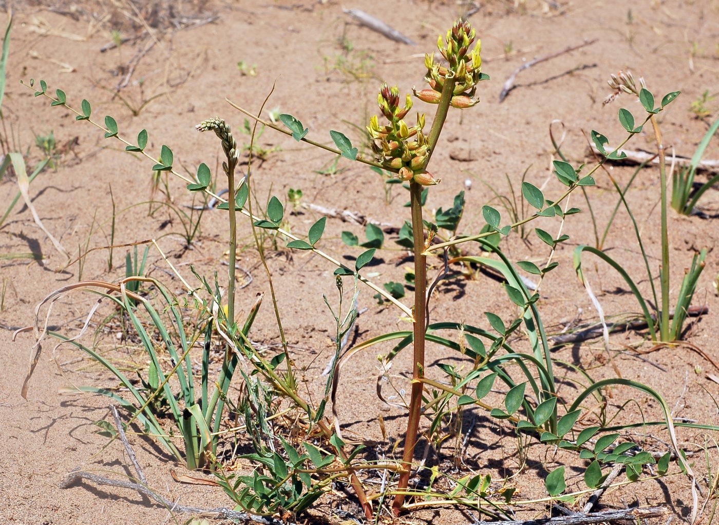 Image of Astragalus leiophysa specimen.