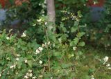 Symphoricarpos albus var. laevigatus