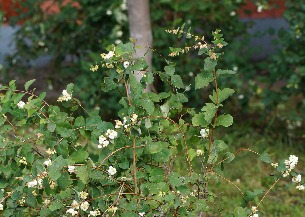 Image of Symphoricarpos albus var. laevigatus specimen.