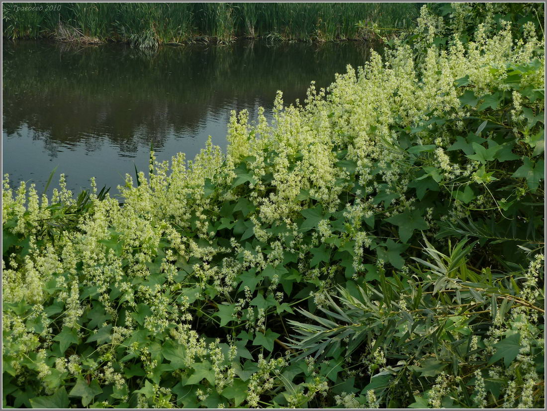 Изображение особи Echinocystis lobata.