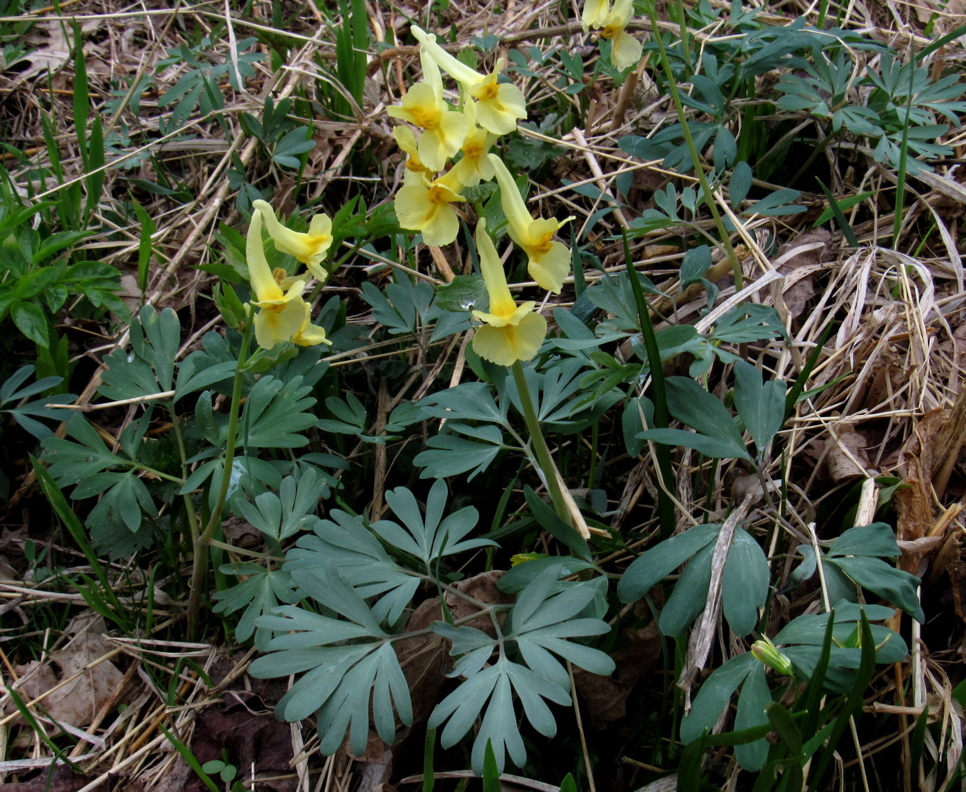 Изображение особи Corydalis bombylina.