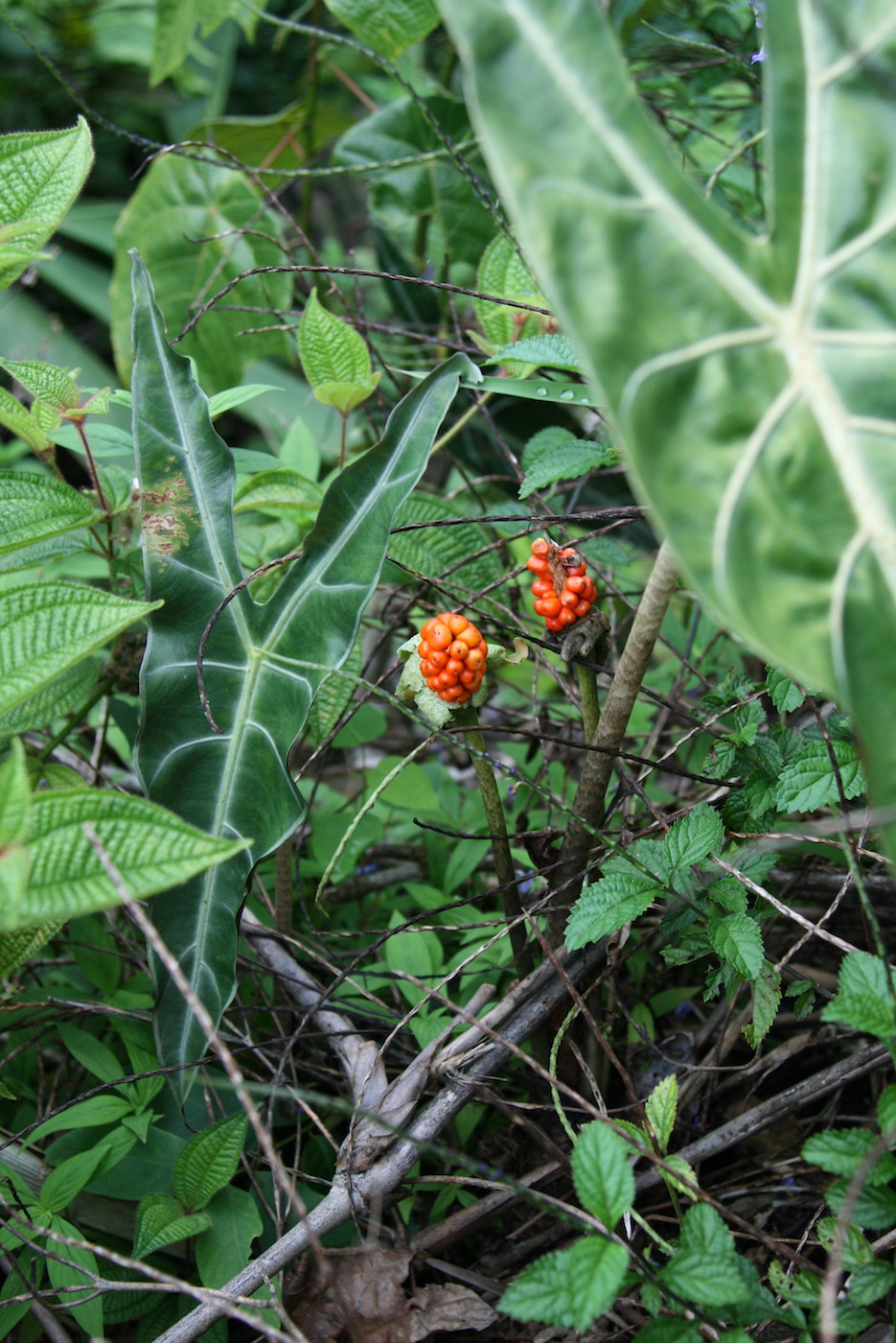 Image of Alocasia longiloba specimen.