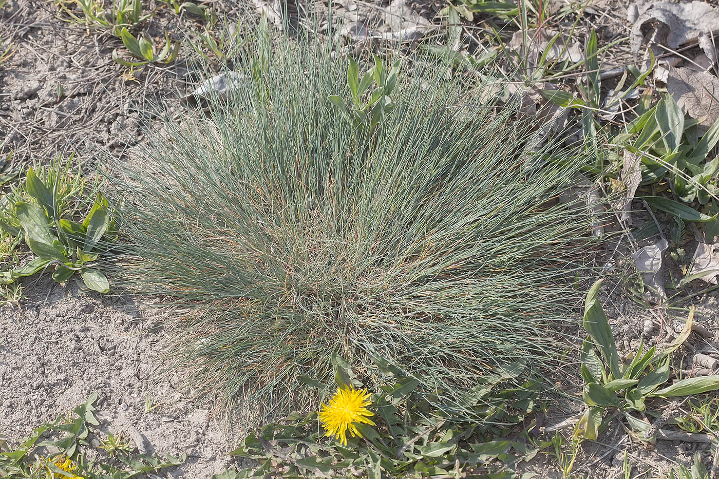 Изображение особи Festuca callieri.