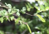 Cytisus sessilifolius. Верхушка ветви с плодом. Испания, автономное сообщество Каталония, провинция Жирона, комарка Ла-Гарроча, муниципалитет Тортелья, окр. истор. памятника «Pont de Llierca», кустарниковое сообщество на обрывистом склоне. 21.05.2020.