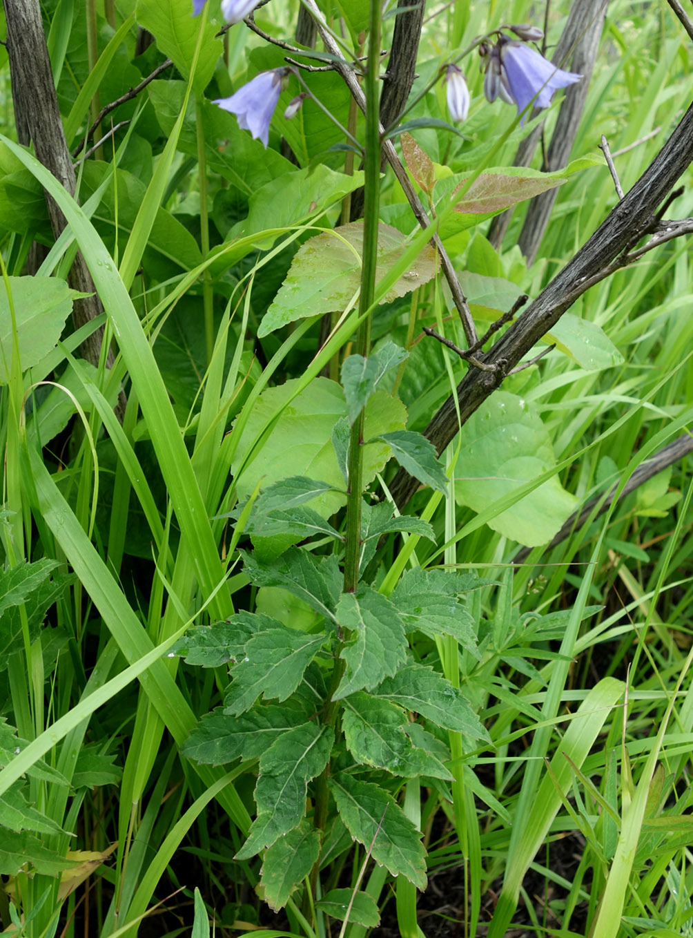 Image of Adenophora curvidens specimen.