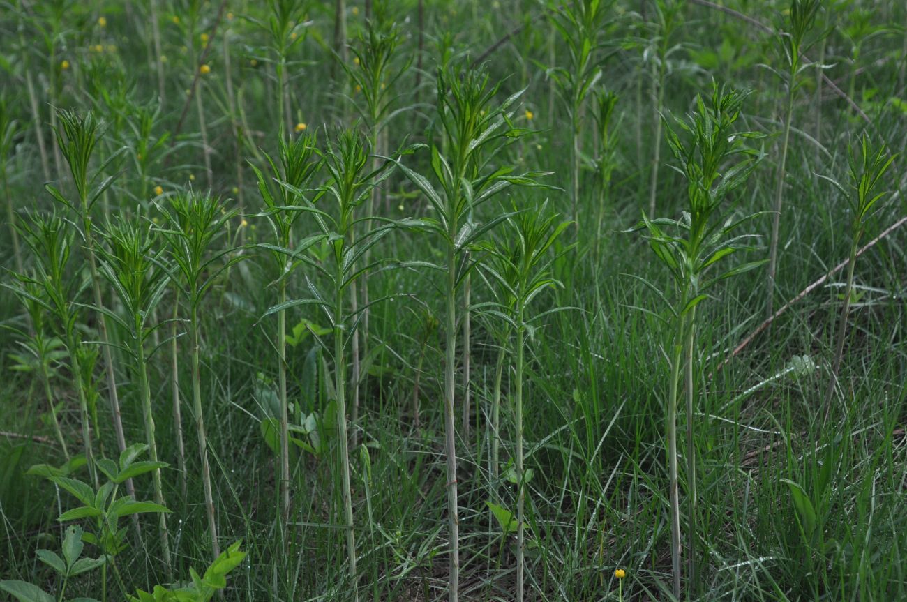 Изображение особи Chamaenerion angustifolium.