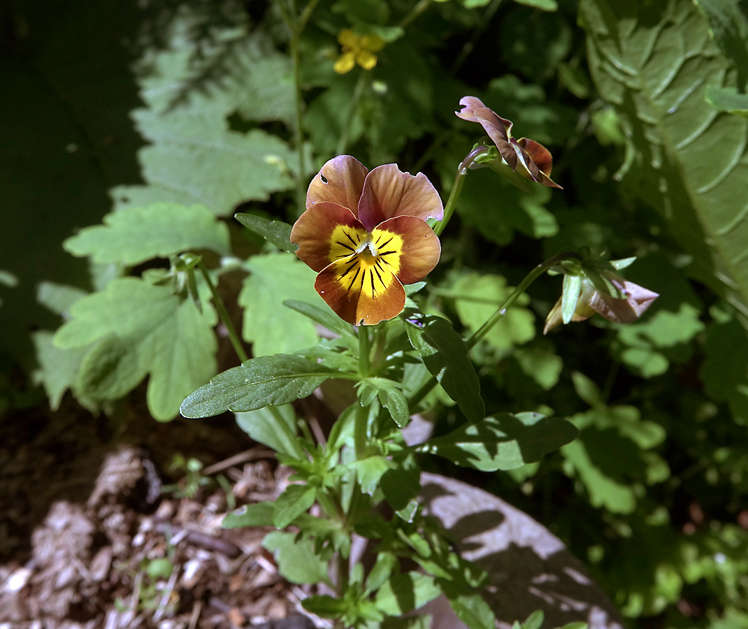 Image of Viola wittrockiana specimen.