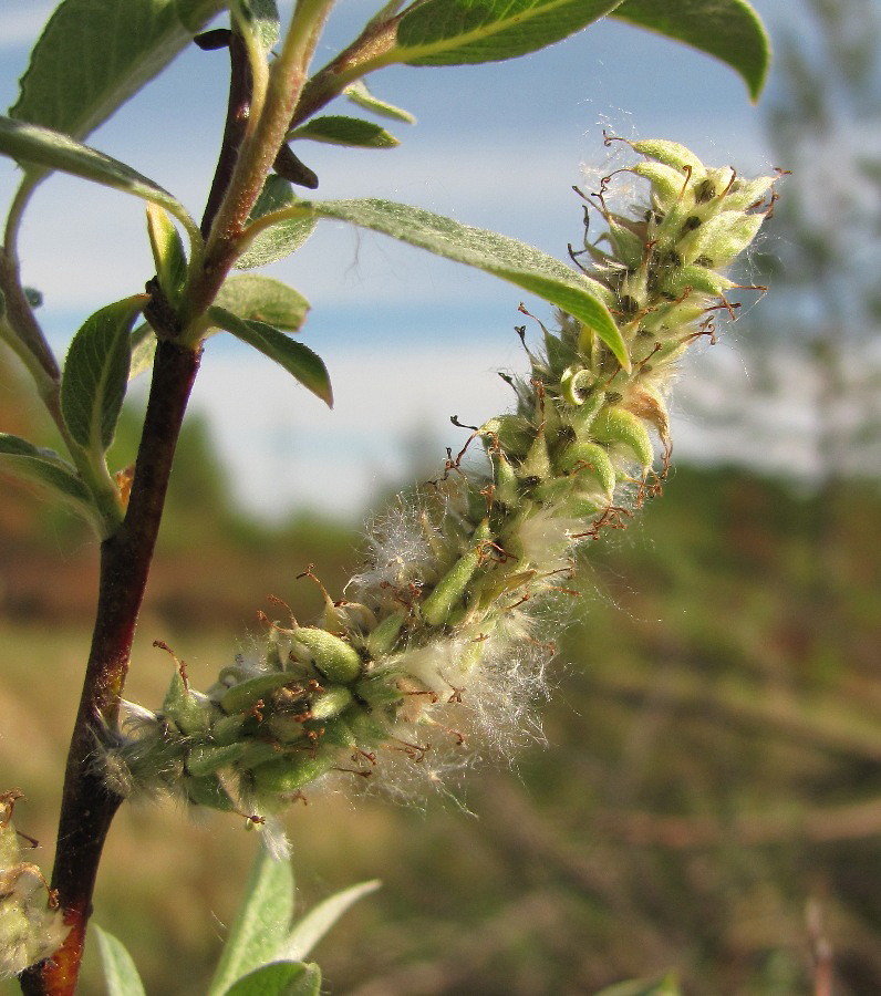 Image of Salix lapponum specimen.