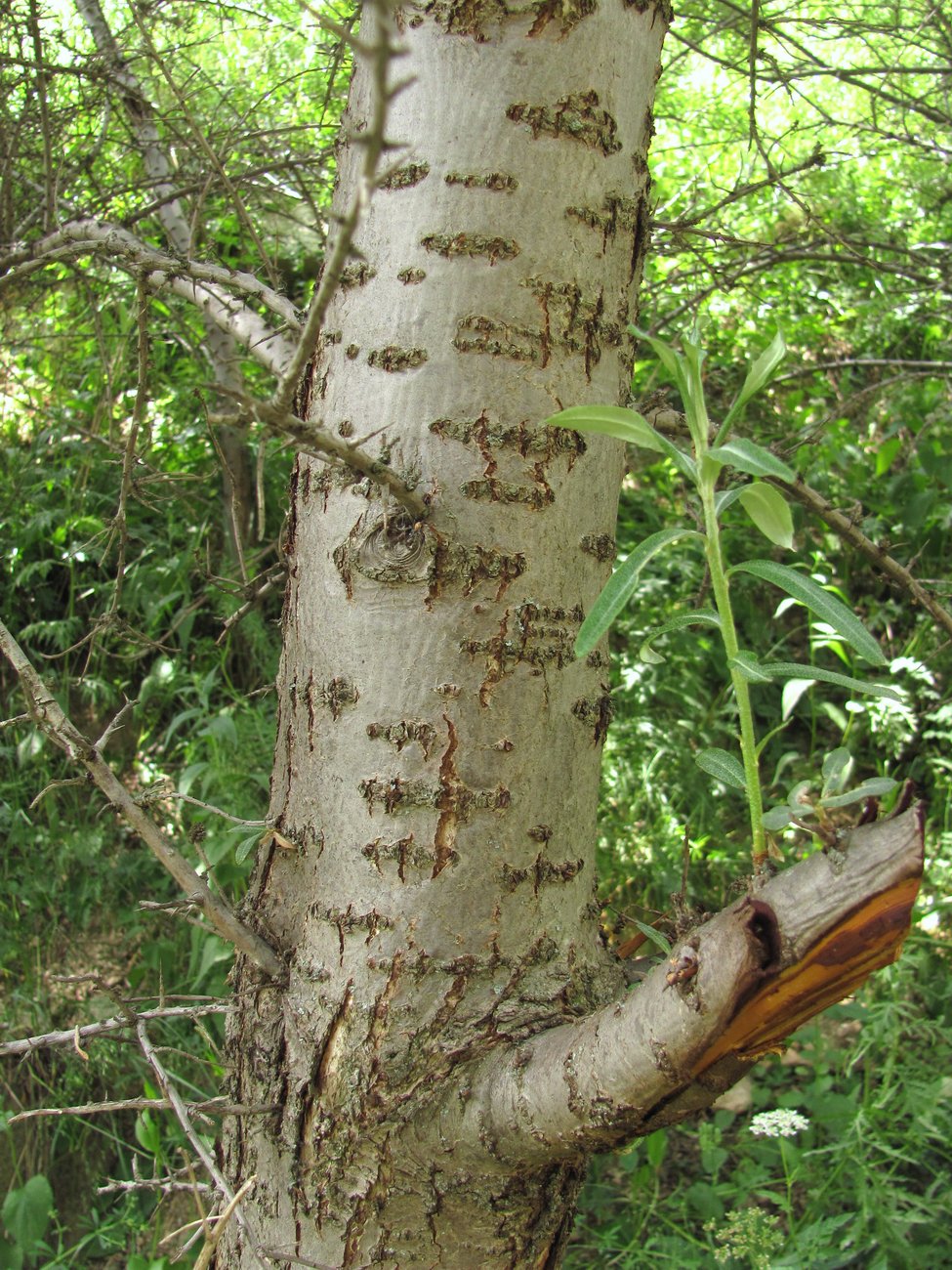 Image of Hippophae rhamnoides specimen.