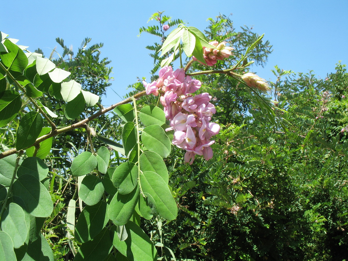 Image of Robinia viscosa specimen.