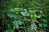 Humulus lupulus. Верхушки побегов на ветвях Salix. Челябинская обл., Карабашский гор. округ, окр. пос. Сактаево, ивняк на берегу реки. 26.07.2020.