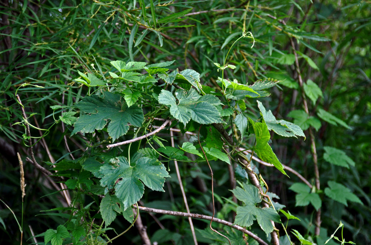 Изображение особи Humulus lupulus.