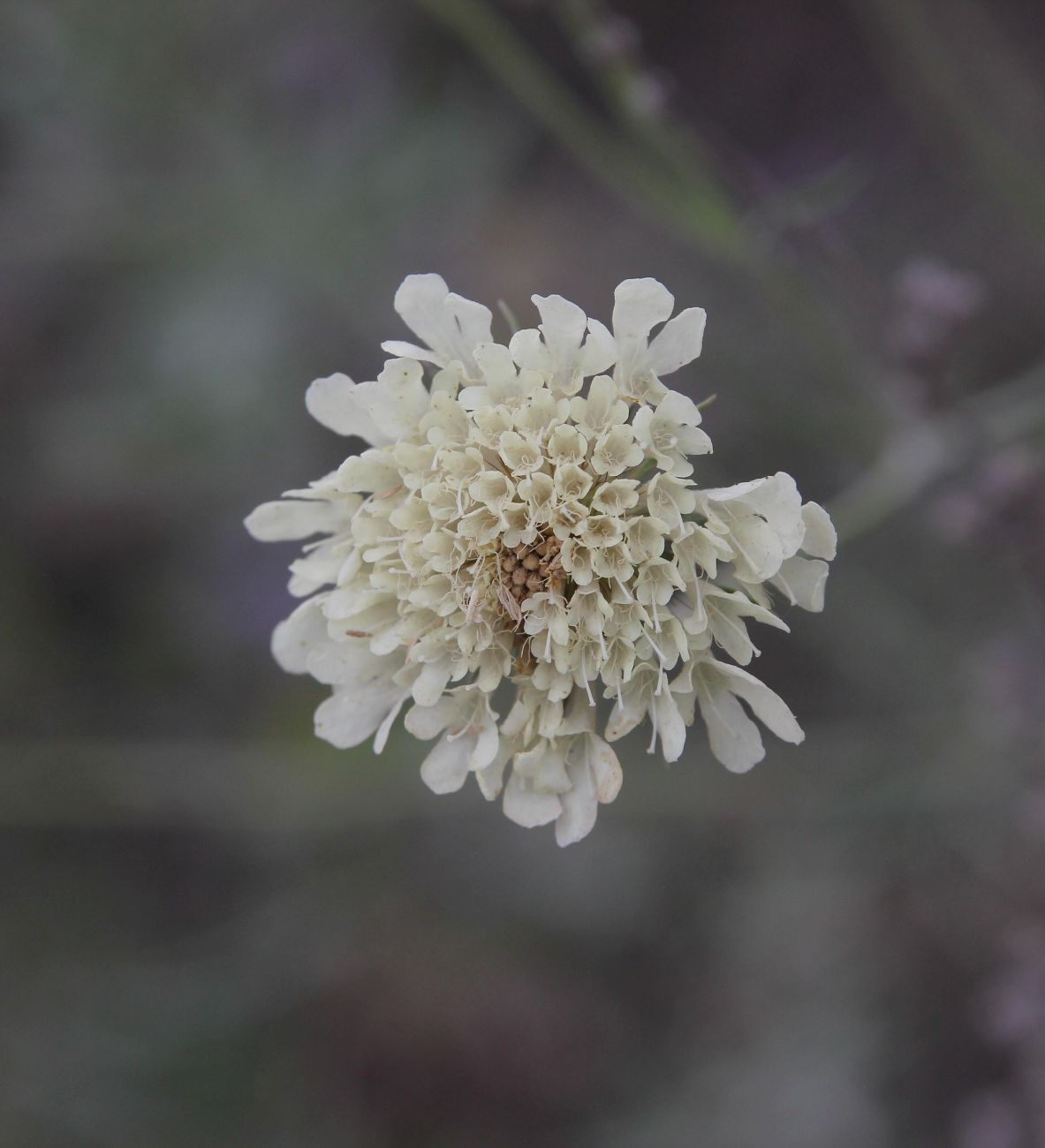 Image of Scabiosa ochroleuca specimen.