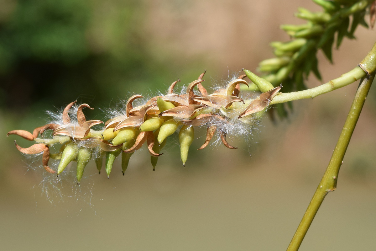 Изображение особи Salix alba.