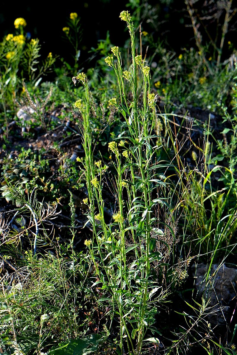 Image of Erysimum hieraciifolium specimen.