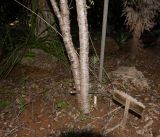 Euphorbia schlechtendalii