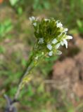 Turritis glabra. Соцветие. Новгородская обл., Окуловский р-н, бывшая усадьба \"Матвейково\", на заброшенном поле. 20.06.2008.