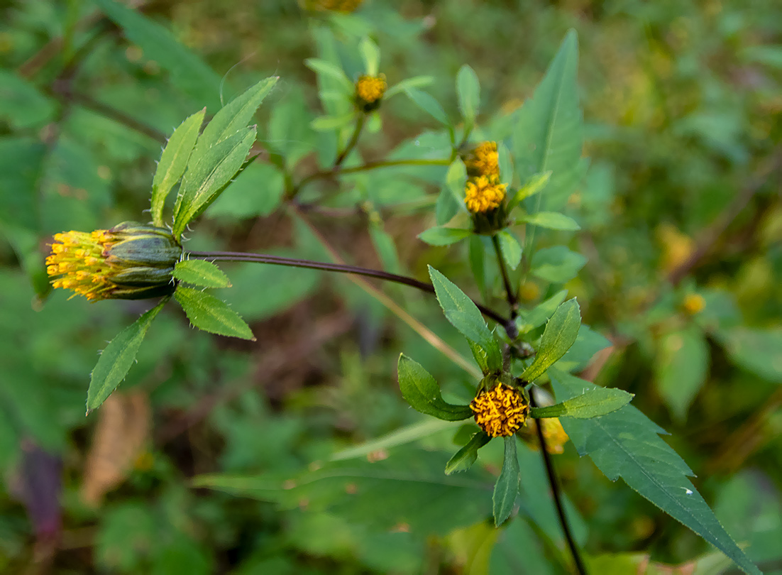 Image of Bidens frondosa specimen.