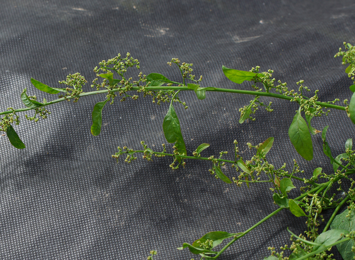 Image of Lipandra polysperma specimen.